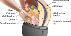 visceral-fat-800x416