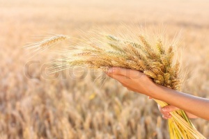 4358620-ripe-ears-wheat-in-woman-hands-in-a-wheat-field